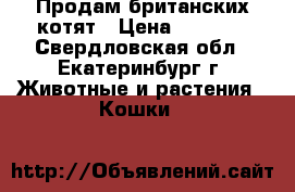 Продам британских котят › Цена ­ 4 000 - Свердловская обл., Екатеринбург г. Животные и растения » Кошки   